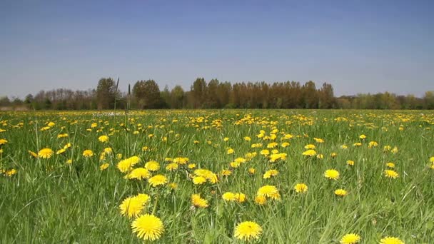 Field of dandelions — Stock Video