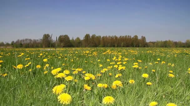 Campo di denti di leone — Video Stock