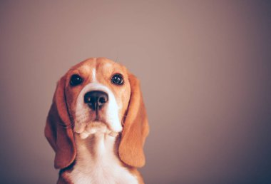 Gri arka planda Portret köpek beagle