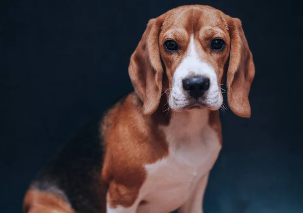Beagle Dog Kijkt Recht Een Zwarte Achtergrond Stockfoto