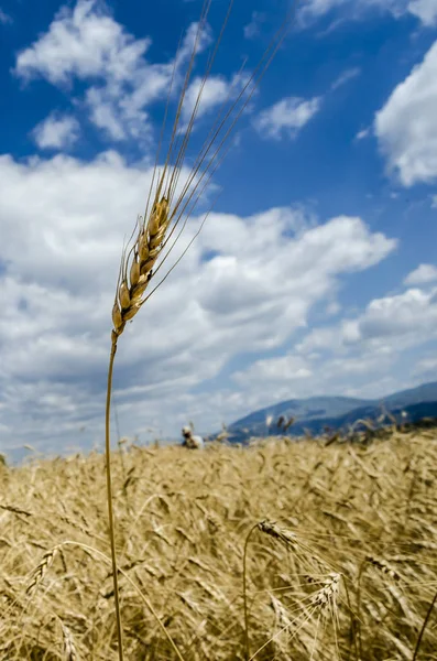 Ciuffo di grano in un mare giallo — Foto Stock