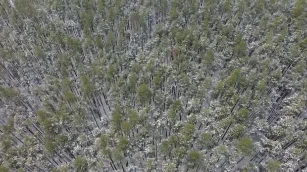 Inverno bosco innevato, vista aerea — Video Stock