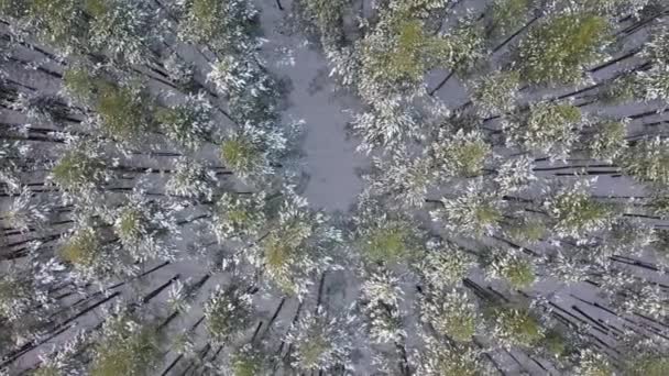 Bosque nevado de invierno, vista aérea — Vídeos de Stock