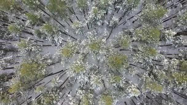 Winter besneeuwde bos, luchtfoto — Stockvideo