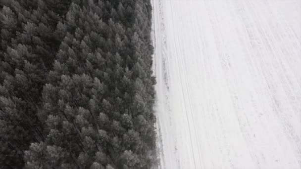 Winter besneeuwde bos, luchtfoto — Stockvideo