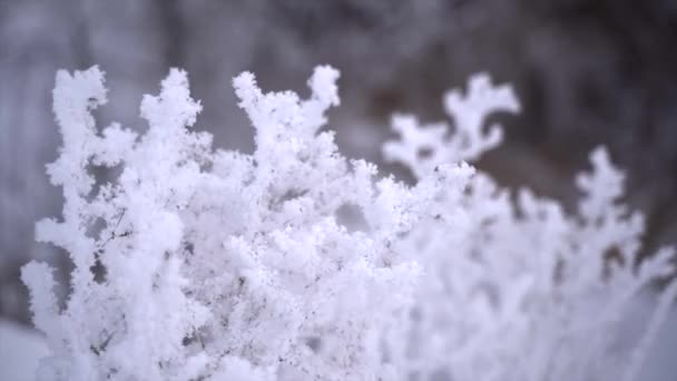 Krzewy i drzewa pokryte białym lodem rime — Wideo stockowe