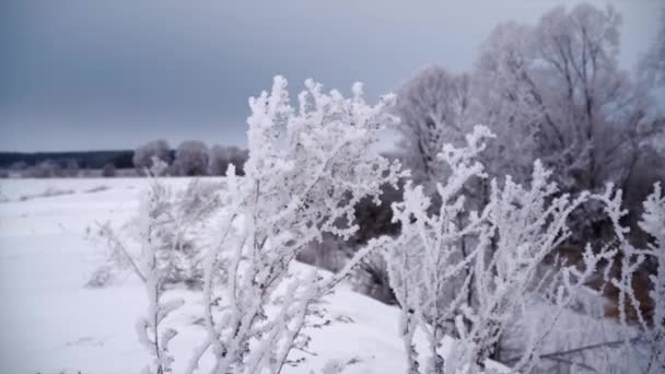 Struiken en bomen bedekt met wit rijmijs — Stockvideo