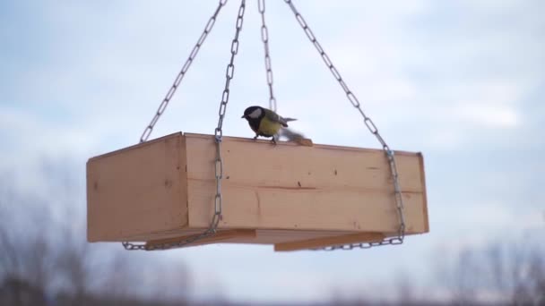 Tit bird pecks seeds in the bird feeder in winter — Stock videók