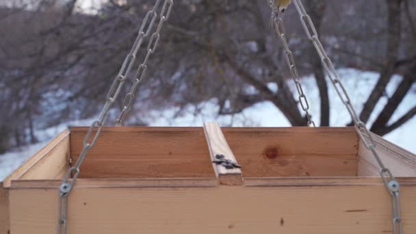 Tit bird pecks seeds in the bird feeder in winter — 비디오