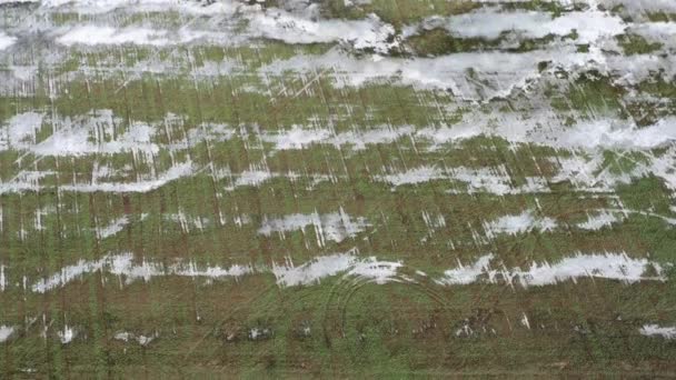 Трава под снегом. Замороженные растения в поле — стоковое видео