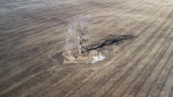 Einzelner Baum im Feld, Luftaufnahme — Stockvideo