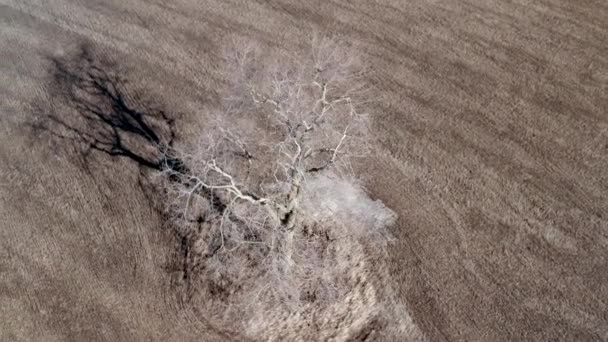 Arbre unique sur le terrain, vue aérienne — Video