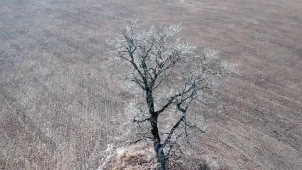 Single tree in the field, aerial view — Stock Video