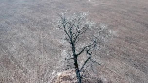 Árbol único en el campo, vista aérea — Vídeos de Stock