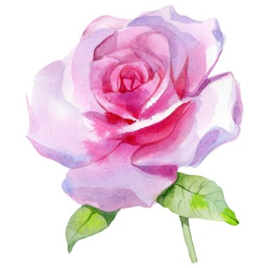 Pembe gül çiçeği sanatı. Resim baskısı. 