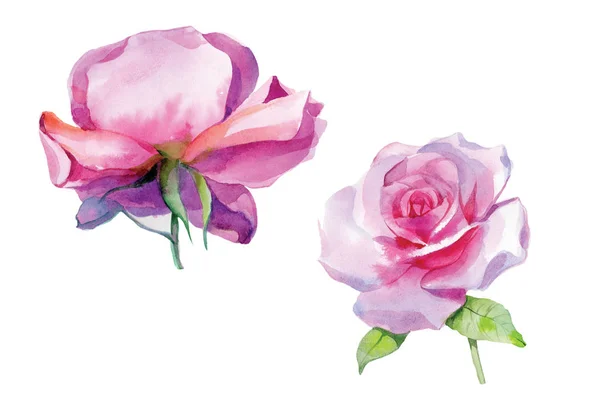 Conjunto de rosas rosa Watercolor Ilustração Isolado — Fotografia de Stock
