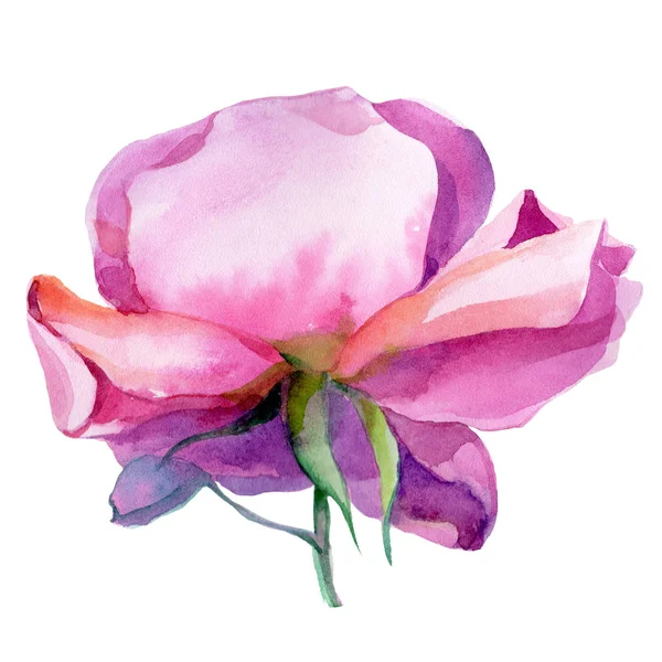 Różowy kwiat róży kwiat sztuki. Druk ilustracyjny. — Zdjęcie stockowe