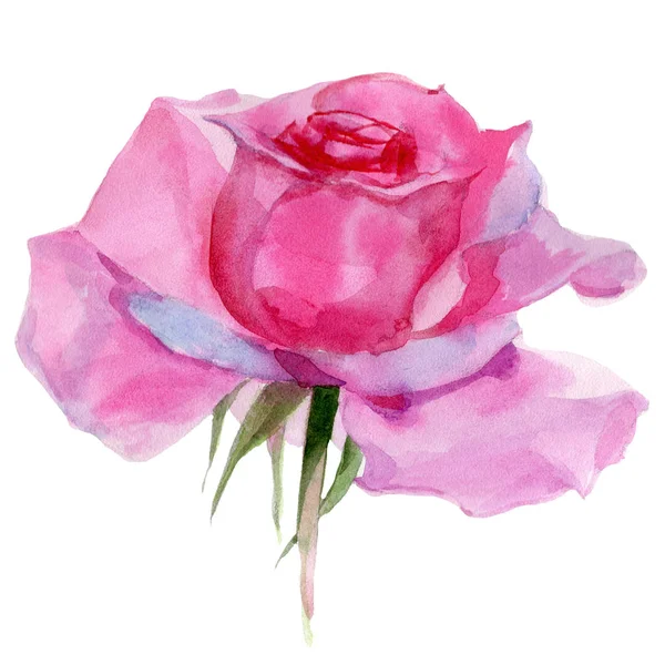 Różowy kwiat róży kwiat sztuki. Druk ilustracyjny. — Zdjęcie stockowe
