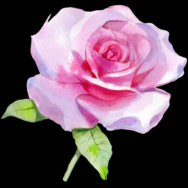 Rosafarbene Rosenblütenkunst. Illustrationsdruck. — Stockfoto