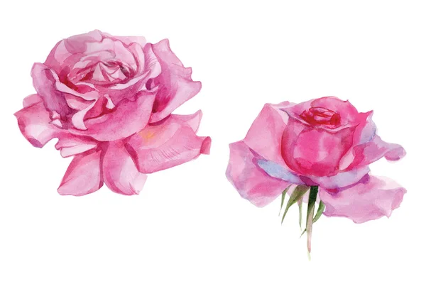 Zestaw róż różowy akwarela Ilustracja Izolacja — Zdjęcie stockowe