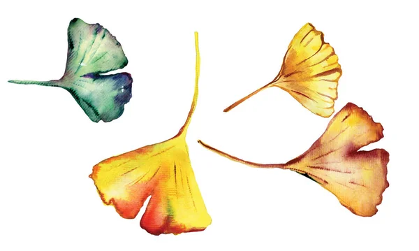 Conjunto aquarela de belas folhas de Ginkgo Biloba . — Fotografia de Stock