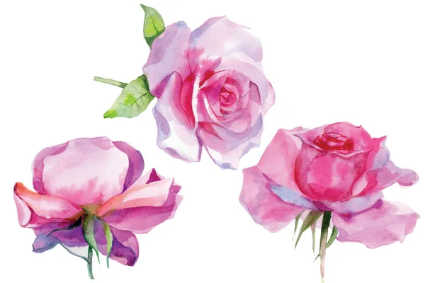 Conjunto de rosas rosa Watercolor Ilustração Isolado — Fotografia de Stock