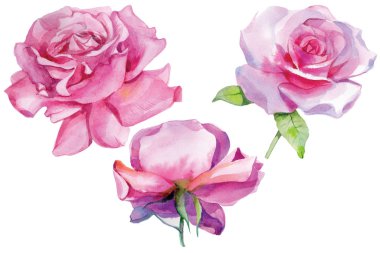 Pembe güller, suluboya resimleme izole edildi.