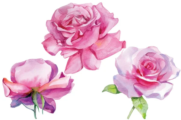 Conjunto de rosas rosa Watercolor Ilustração Isolado — Fotografia de Stock
