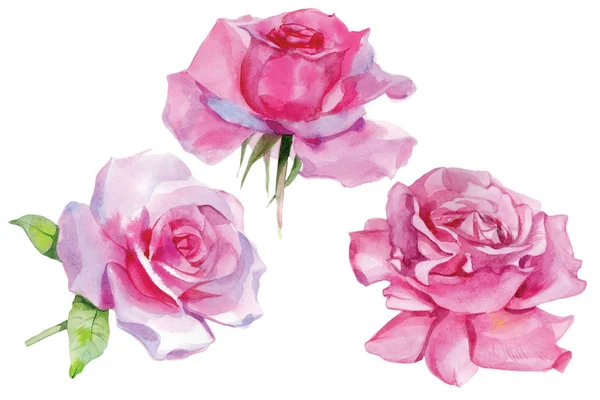 Set von rosa Rosen Aquarell Illustration isoliert — Stockfoto