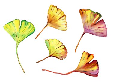 Güzel Ginkgo Biloba yaprakları suluboya seti.