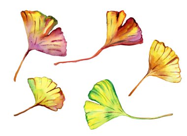 Güzel Ginkgo Biloba yaprakları suluboya seti.