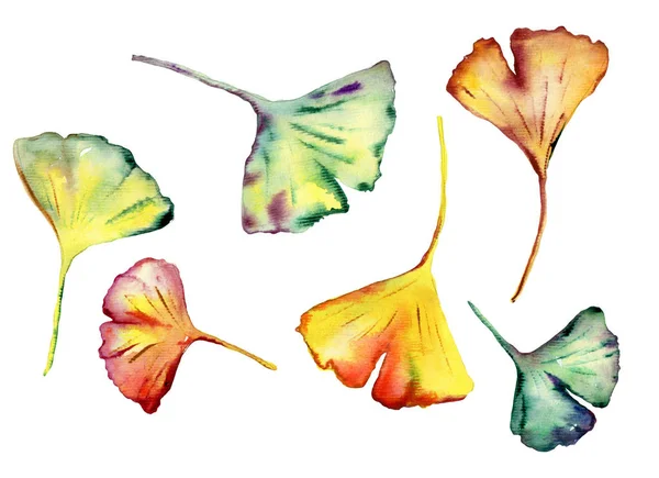 Conjunto aquarela de belas folhas de Ginkgo Biloba . — Fotografia de Stock