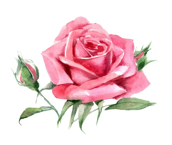 Růžová růže rozkvétá umění. Ilustrační tisk. — Stock fotografie