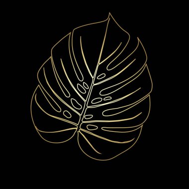 Monstera Deliciosa tropikal ormandan bitki yaprağı