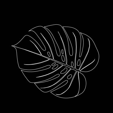 Monstera Deliciosa tropikal ormandan bitki yaprağı