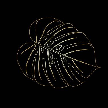 Monstera Deliciosa tropikal ormandan bitki yaprağı