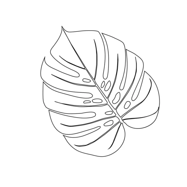 Monstera Deliciosa Pflanzenblatt aus tropischen Wäldern — Stockvektor