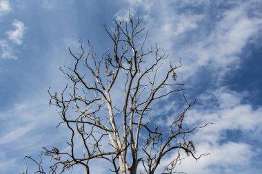 Mavi gökyüzü arka plan üzerinde ölü kuru ağaç