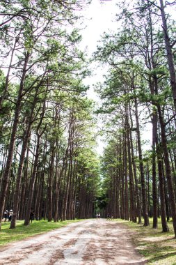 Çam ağacı orman. Tayland