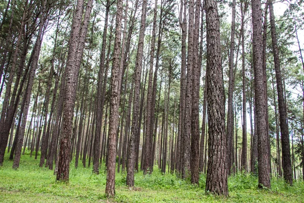 Noordelijke pine boslandschap — Stockfoto