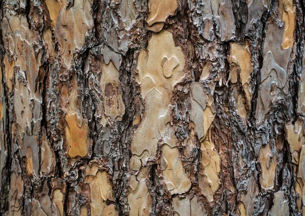 Barken Tallar Träd — Stockfoto