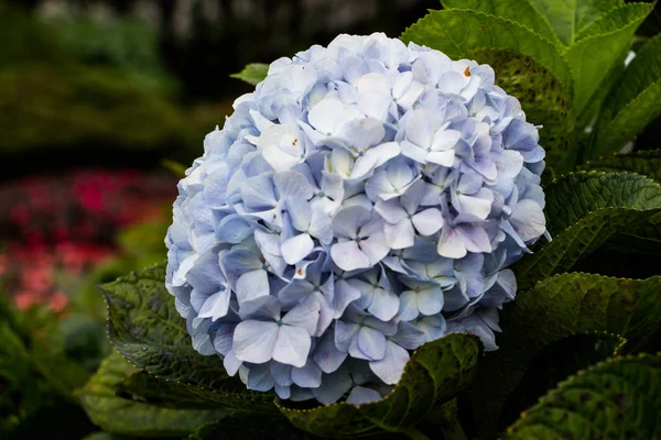 Hortensje Kwiaty Ogrodzie — Zdjęcie stockowe