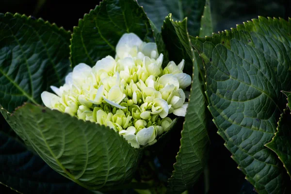 Hydrangeas Selektywny Widok Ostrości — Zdjęcie stockowe