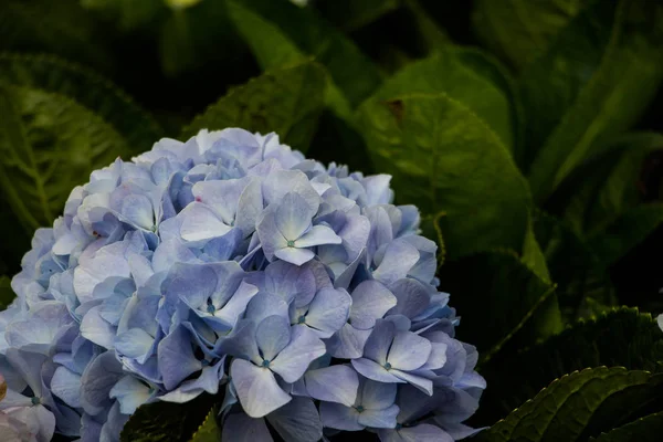 Flor Hortensias Jardín Tailandia —  Fotos de Stock