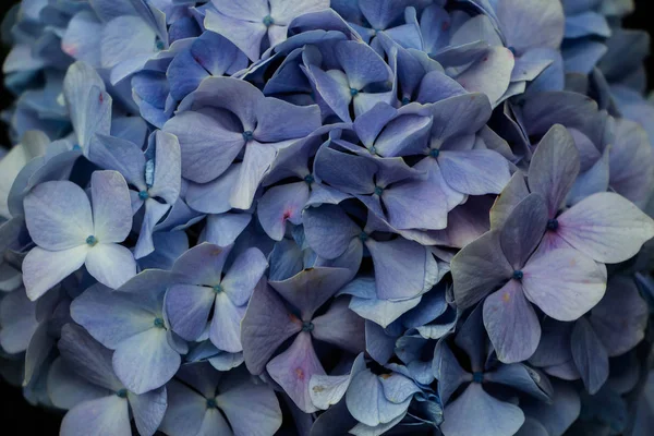 Flores Hortensias Enfoque Selectivo —  Fotos de Stock