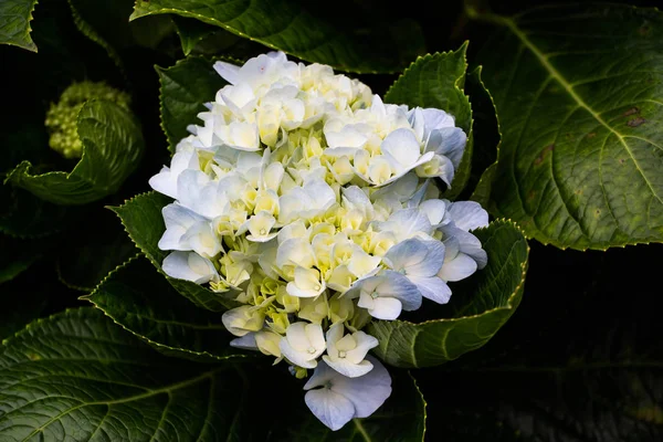 Hermosas Flores Hortensias Jardín — Foto de Stock