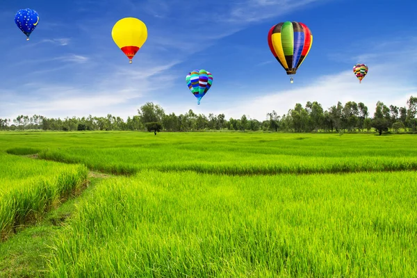 Balon terbang di atas sawah. Langit biru — Stok Foto