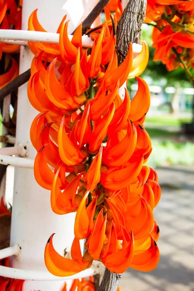 Červená Jade Révy Pomerančový Květ — Stock fotografie
