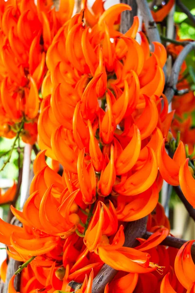 New Guinea Creeper Flowers — Stock Photo, Image