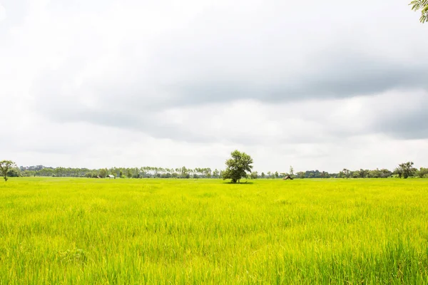 Sonbahar Pirinç Alan Tarım Kavramı — Stok fotoğraf